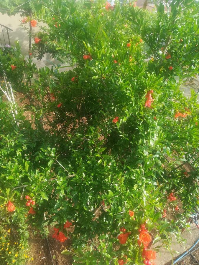 Apartman Betty Šibenik Buitenkant foto