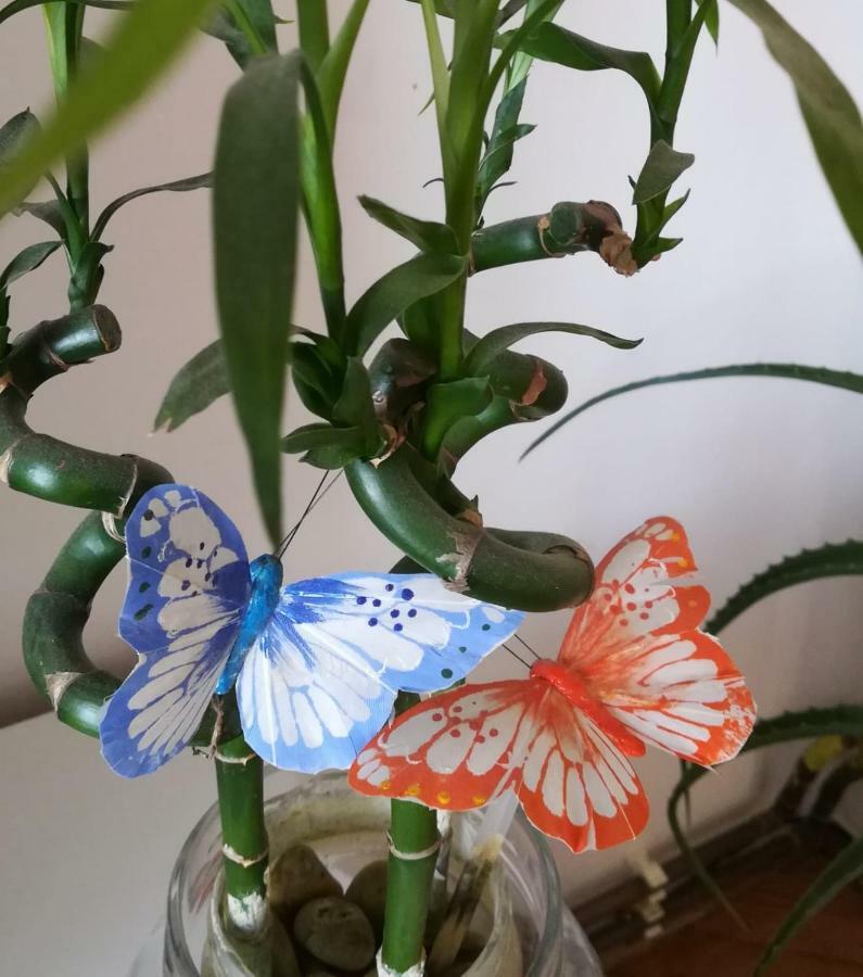 Apartman Betty Šibenik Buitenkant foto