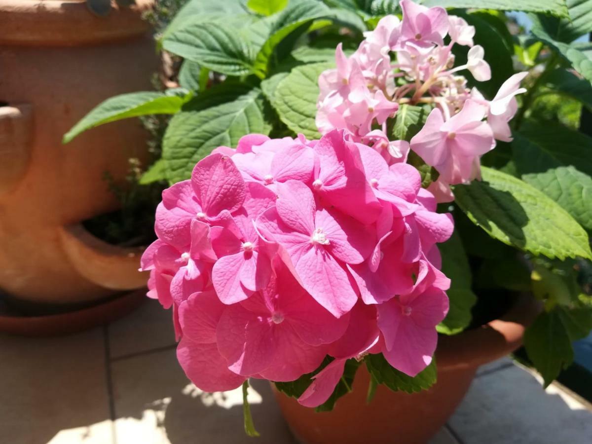Apartman Betty Šibenik Buitenkant foto